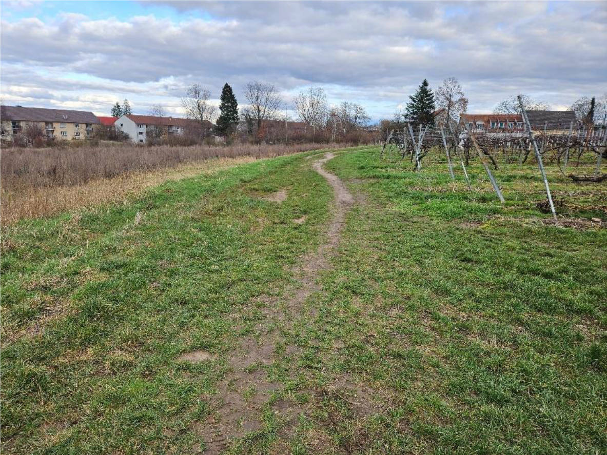 land- und forstwirtschaftlich genutztes Grundstück in Bockensatz, 76833 Wollmesheim - Bild 3