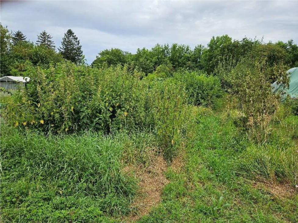 unbebautes Grundstück in Untere Brückengärten, 76879 Oberhochstadt - Bild 4