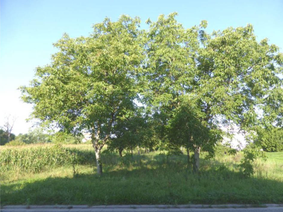 unbebautes Grundstück in Breitenäcker, 76868 Berg