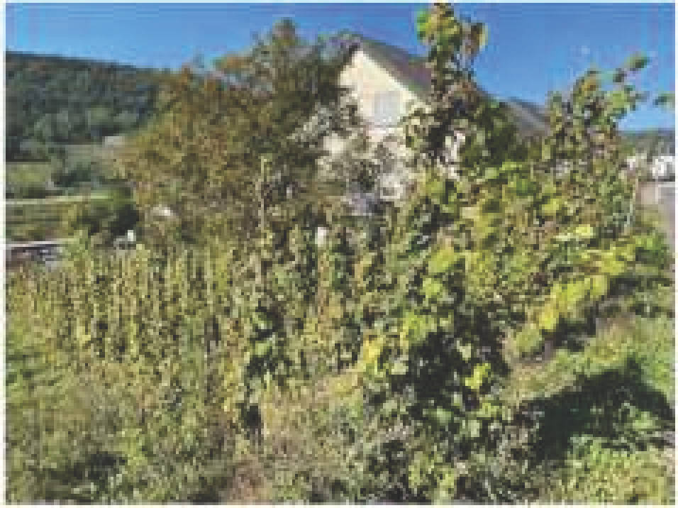 Landwirtschaftsfläche, Erholungsfläche in Hinterste Huweräcker und andere, 56850 Enkirch - Bild 3