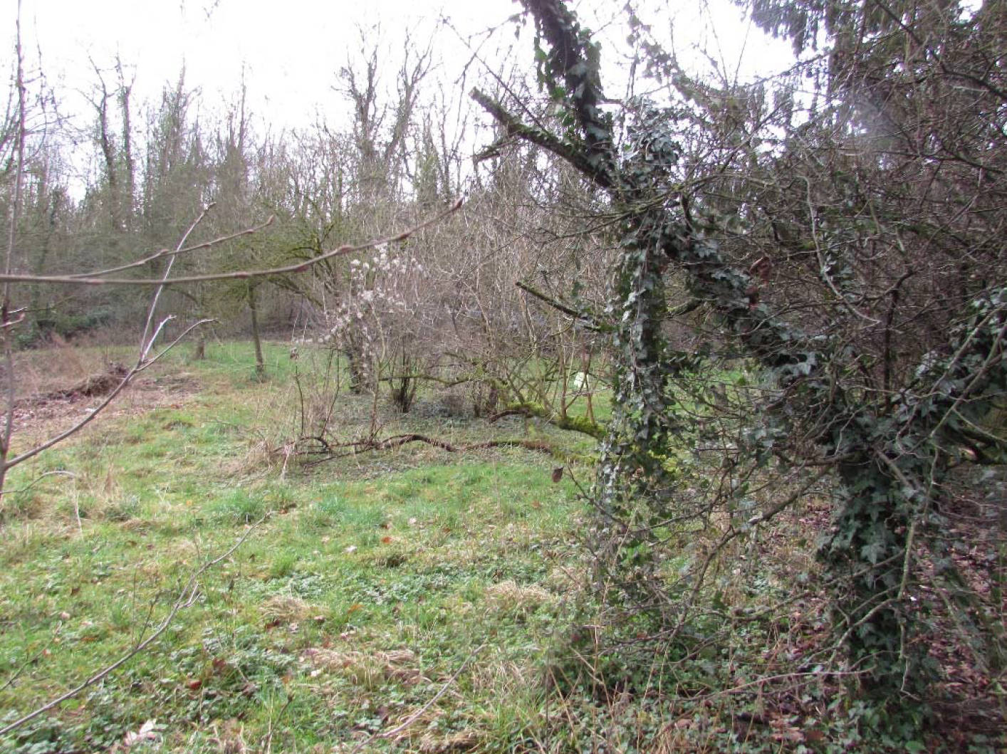 Streuobstwiese in Im Sonnenberg, 53489 Sinzig, Sinzig - Bild 4