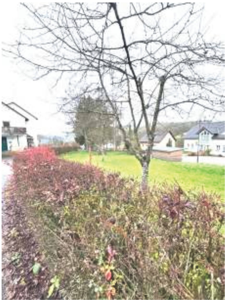 rheinland-pfalz 0010 K K 0046/2024 Kornmarktstraße  1, 54636 Biersdorf 11