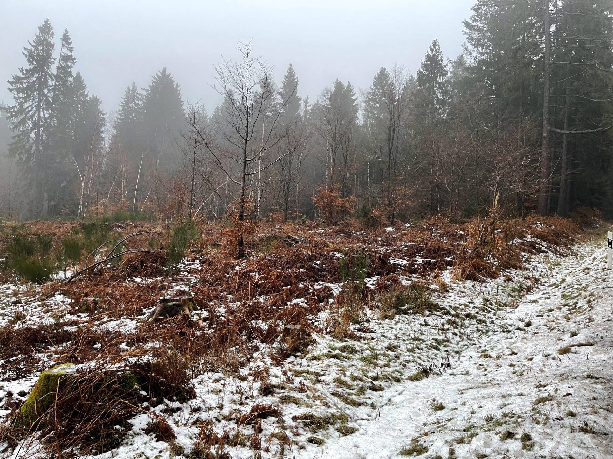 land- und forstwirtschaftlich genutztes Grundstück in Wodelberg, 00000 Zerf - Bild 4