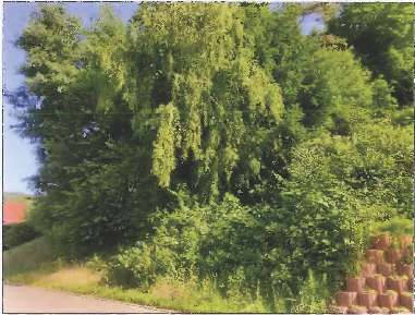 rheinland-pfalz 2 K 76/24 Waldstraße 2, 66851 Horbach 1