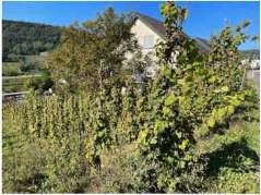 rheinland-pfalz 6 K 13/25 56850 Enkirch 7