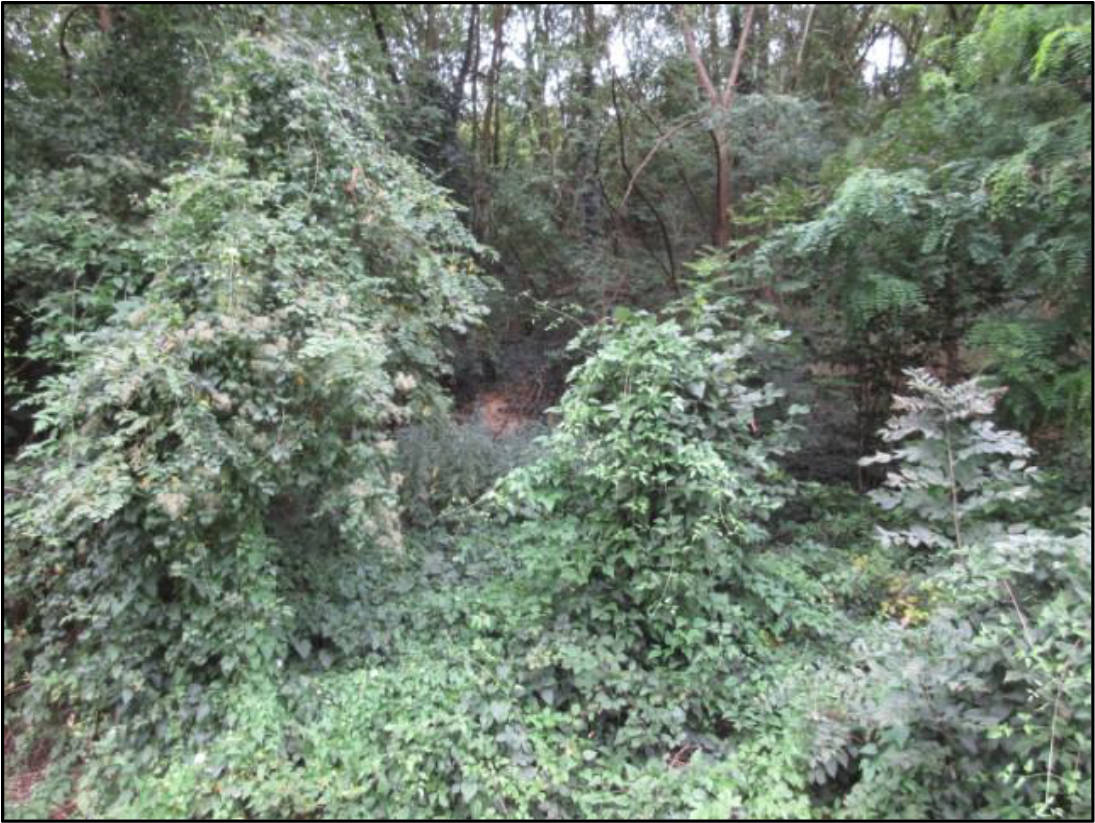 rheinland-pfalz K 0007/2025 Waldfläche, 00000 Lehmen 10