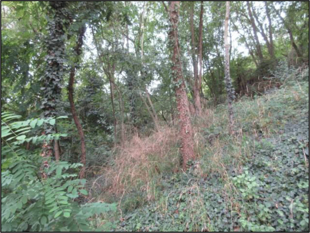rheinland-pfalz K 0007/2025 Waldfläche, 00000 Lehmen 7