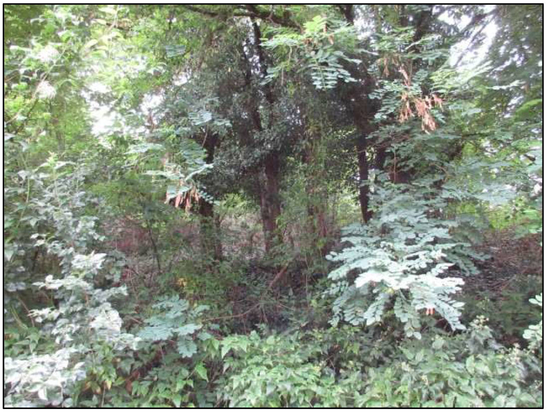 rheinland-pfalz K 0007/2025 Waldfläche, 00000 Lehmen 12