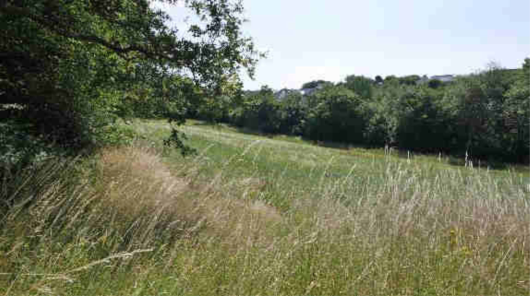 land- und forstwirtschaftlich genutztes Grundstück in Im oberen Bornwäldchen, 56283 Nörtershausen - Bild 5