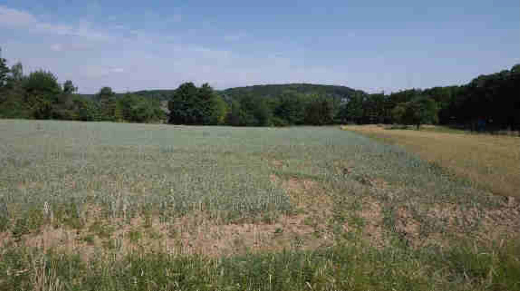 rheinland-pfalz K 0012/2023 Im oberen Bornwäldchen, 56283 Nörtershausen 11