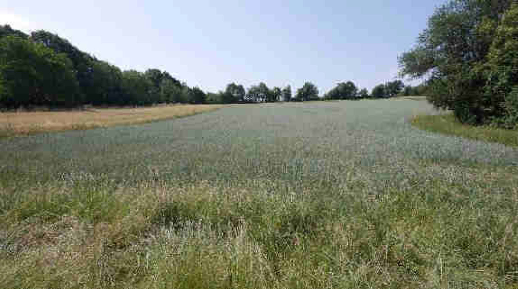 land- und forstwirtschaftlich genutztes Grundstück in Im oberen Bornwäldchen, 56283 Nörtershausen - Bild 3