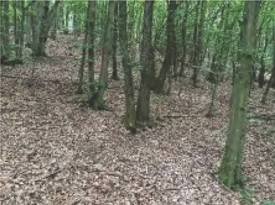 saarland 0018K0002/2024 Im Mauergarten 11, 66625 Nohfelden, Eckelhausen 16