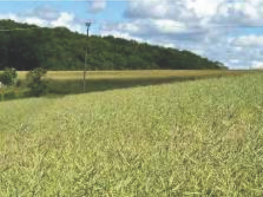 saarland 0018K0002/2024 Im Mauergarten 11, 66625 Nohfelden, Eckelhausen 13