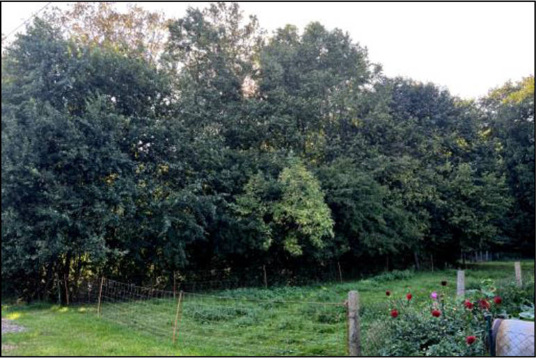 sachsen 0004 K 0024/2024 Charlottenhof 2a, 02829 Schöpstal, Kunnersdorf 14