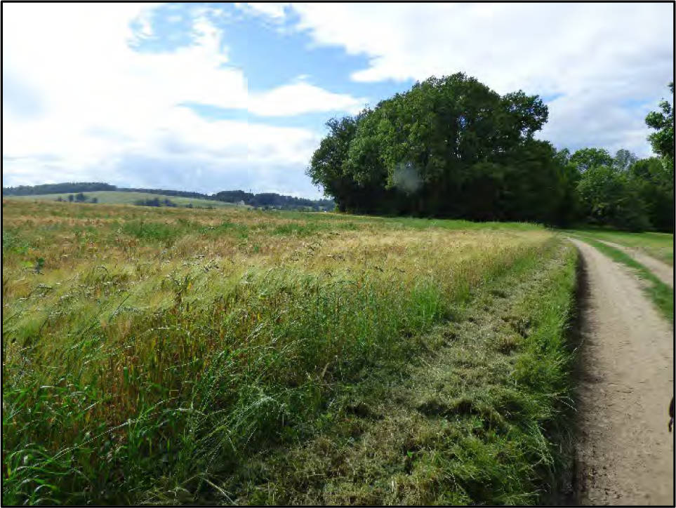 land- und forstwirtschaftlich genutztes Grundstück, Grünland in ohne Straße/südlich des Ortes an einem Feldweg/Am Kohlberg, 01824 Rosenthal-Bielatal - Bild 2