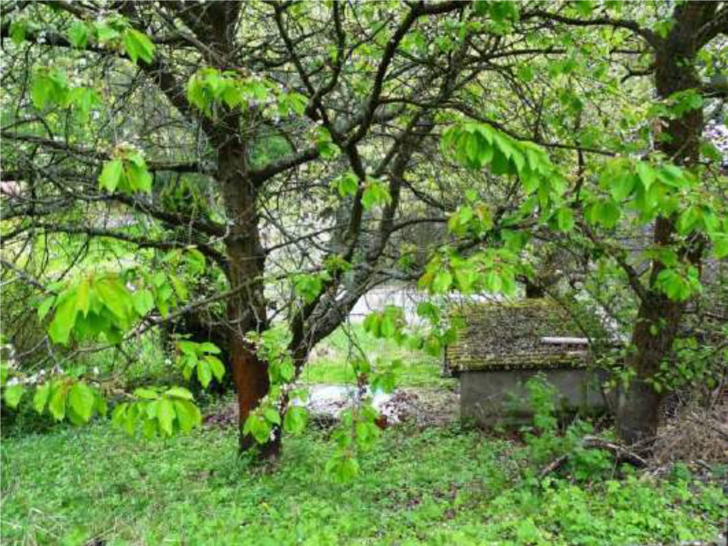 sachsen 0520 K 0185/2023 Pirnaer Straße 21, 01825 Liebstadt 8