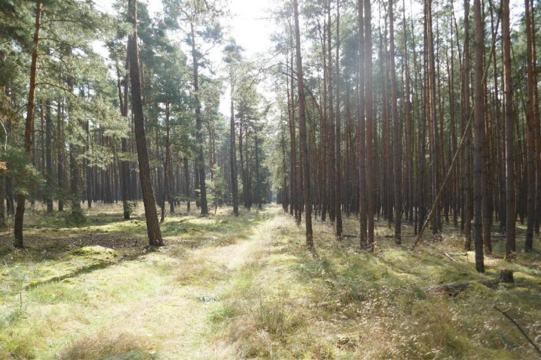Wald in Hinter dem breiten Soll, 00000 Vorn am salauer Berg
