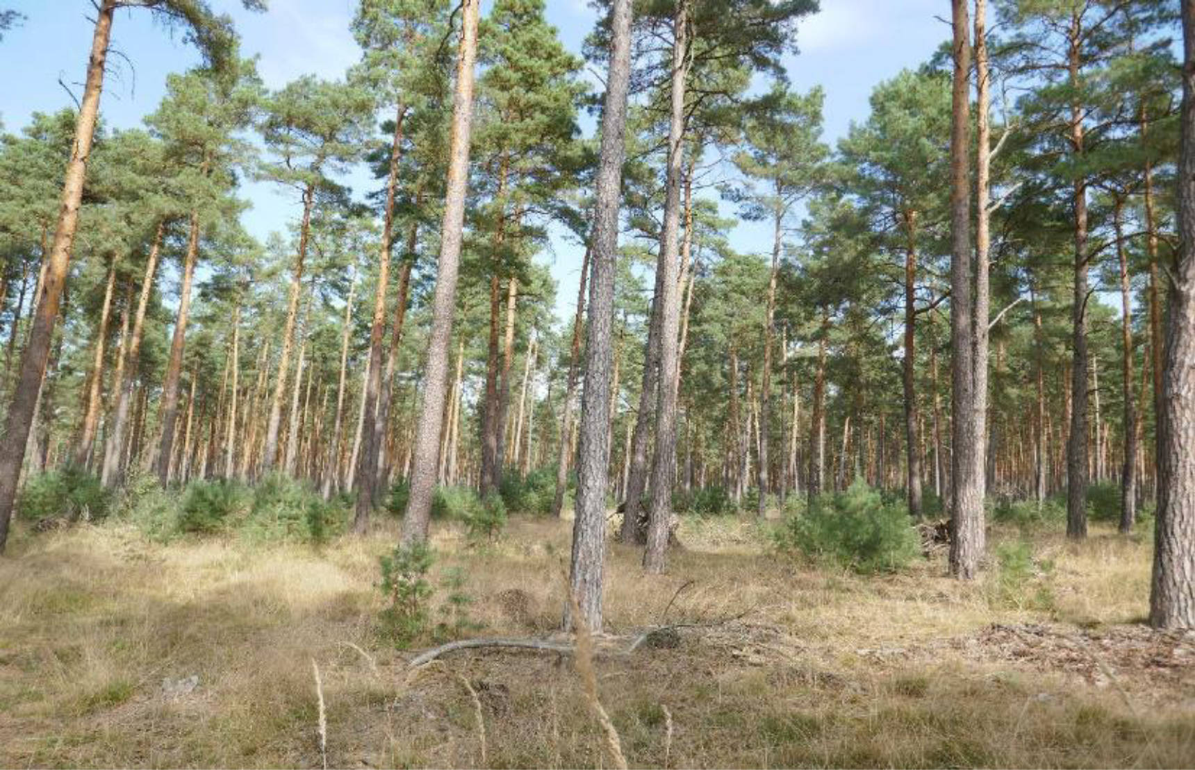 sachsen-anhalt 0031K0002-2024 Hinter dem breiten Soll, 00000 Vorn am salauer Berg 15