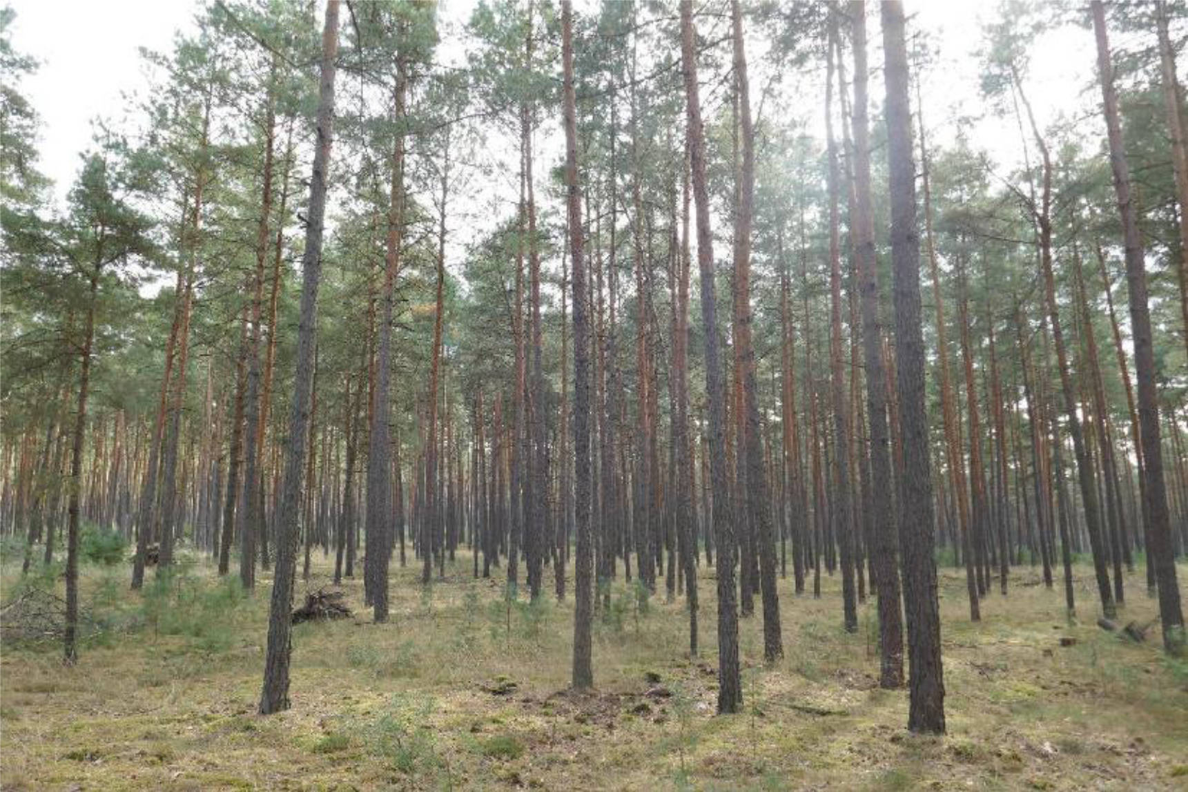 Wald in Hinter dem breiten Soll, 00000 Vorn am salauer Berg - Bild 5