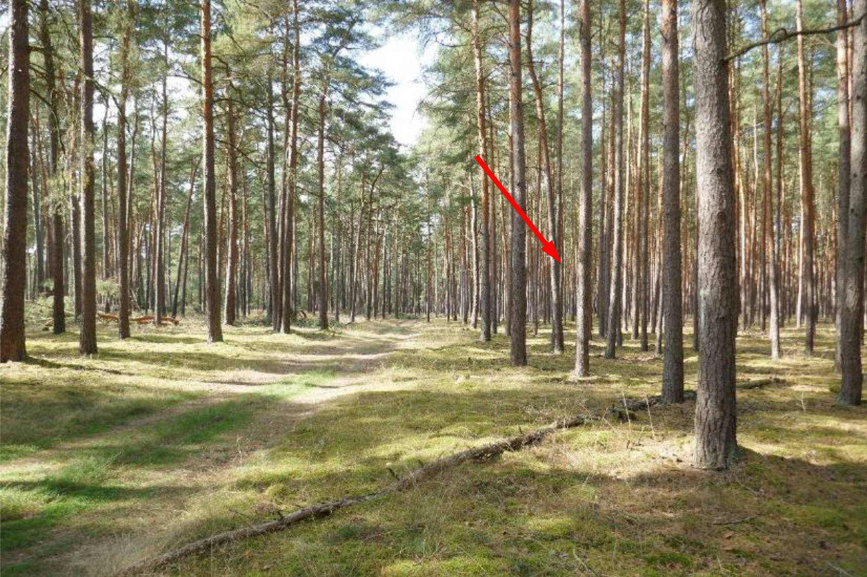 sachsen-anhalt 0031K0002-2024 Hinter dem breiten Soll, 00000 Vorn am salauer Berg 11