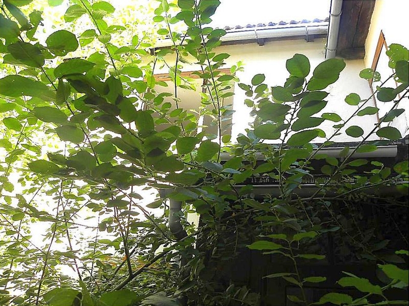 Einfamilienhaus in Schloßstraße 72, 39240 Calbe (Saale) - Bild 3