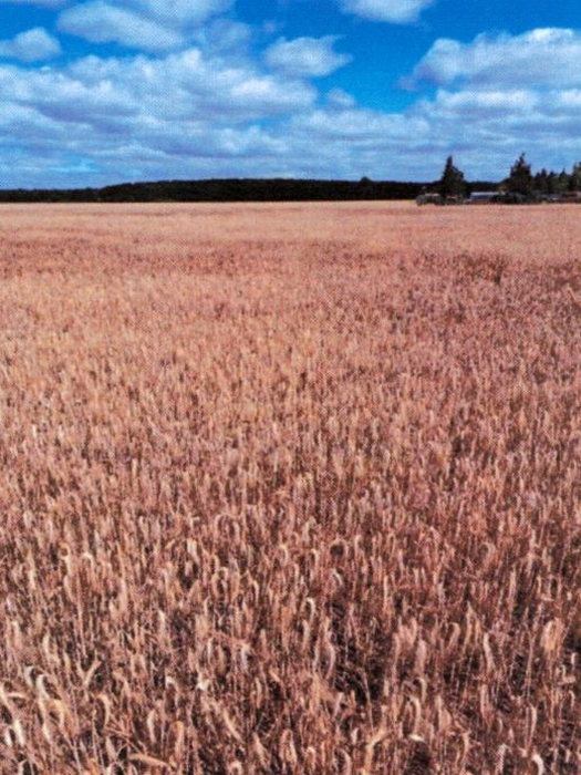 Land-/Forstwirtschaft in , 39279 Möckern OT Hobeck - Bild 4