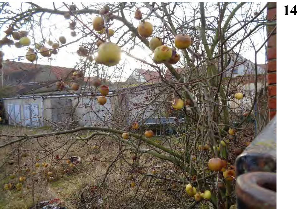 sachsen-anhalt 0007 K 0004/2023 Sandauer Str. 2, 39596 Arneburg 13