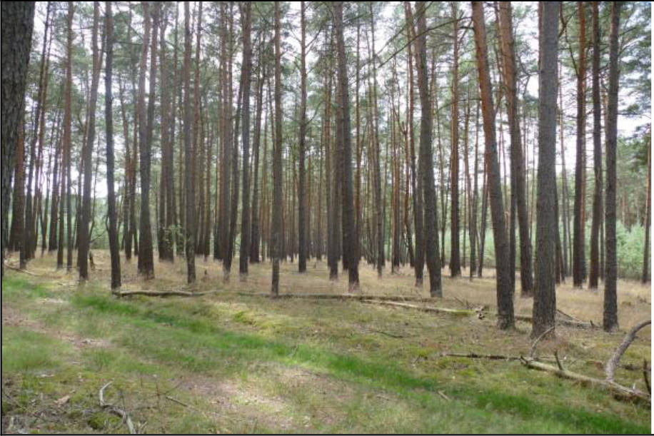 Wohnhaus, Reitplatz und Wald in 39629 Bismark (Altmark) - Bild 4