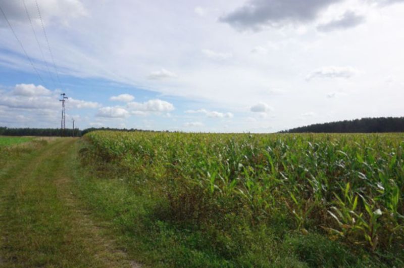 Land-/Forstwirtschaft in , 39359 Wegenstedt - Bild 2