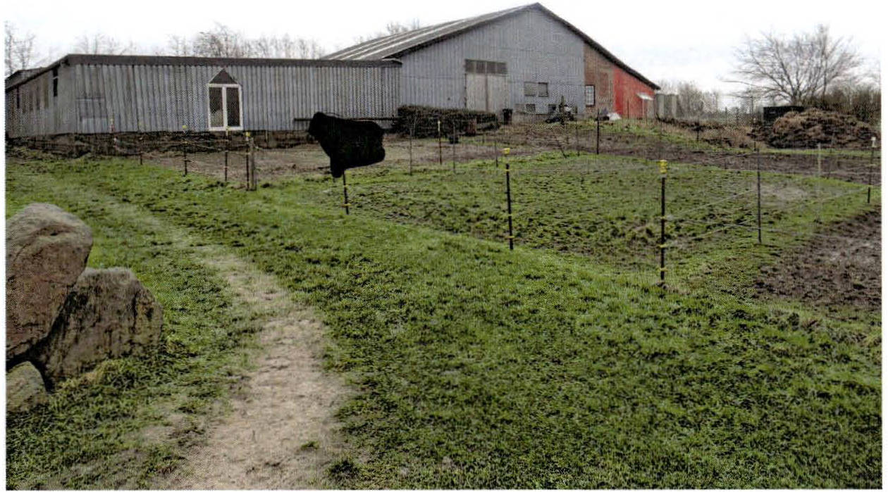 Gestüt in Kriesebyfeld 1, 24354 Rieseby - Bild 2