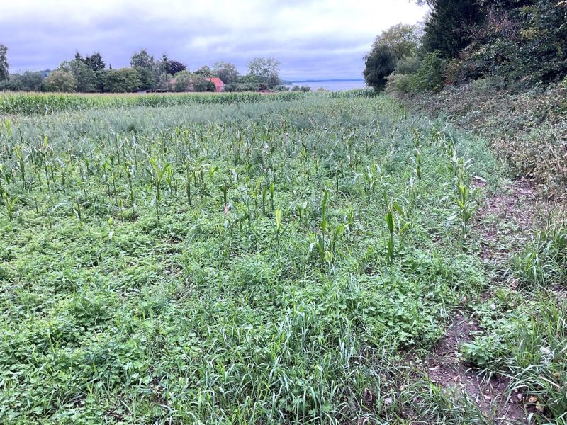 schleswig-holstein 8 K 6-23 Rodehorster Weg 3, 24238 Lammershagen