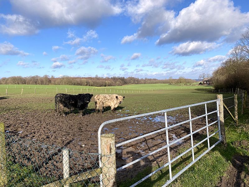 schleswig-holstein 81 K 20-23 , 23623 Ahrensbök OT Hohenhorst