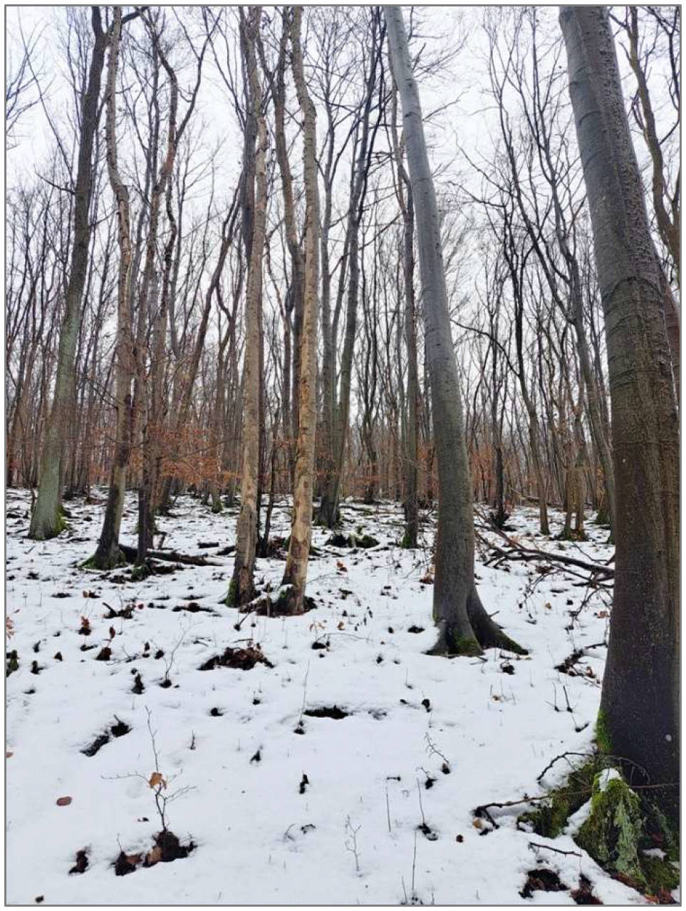 Waldfläche in 37359 Küllstedt, 37359 Küllstedt - Bild 3