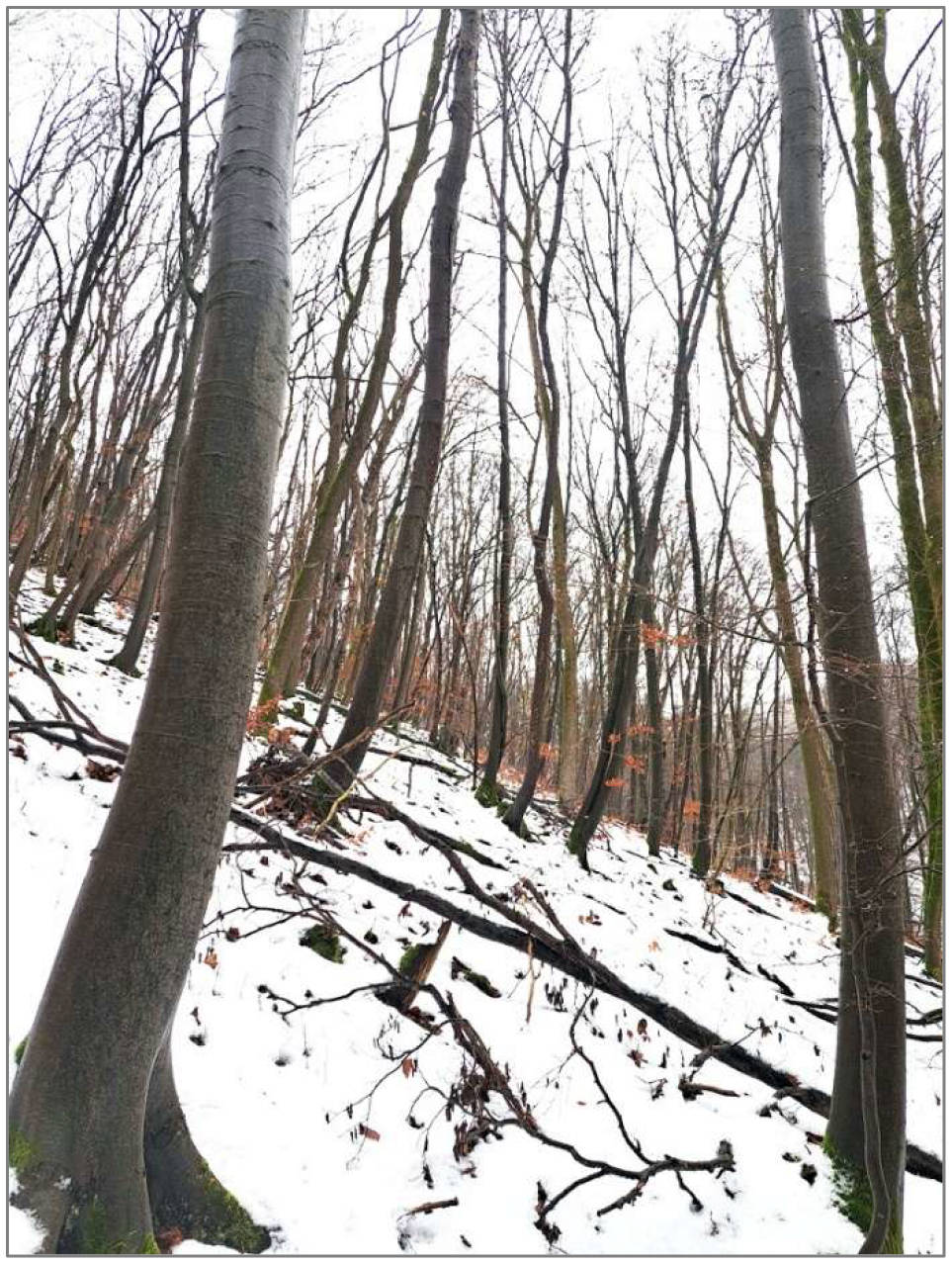 Waldfläche in 37359 Küllstedt, 37359 Küllstedt - Bild 2
