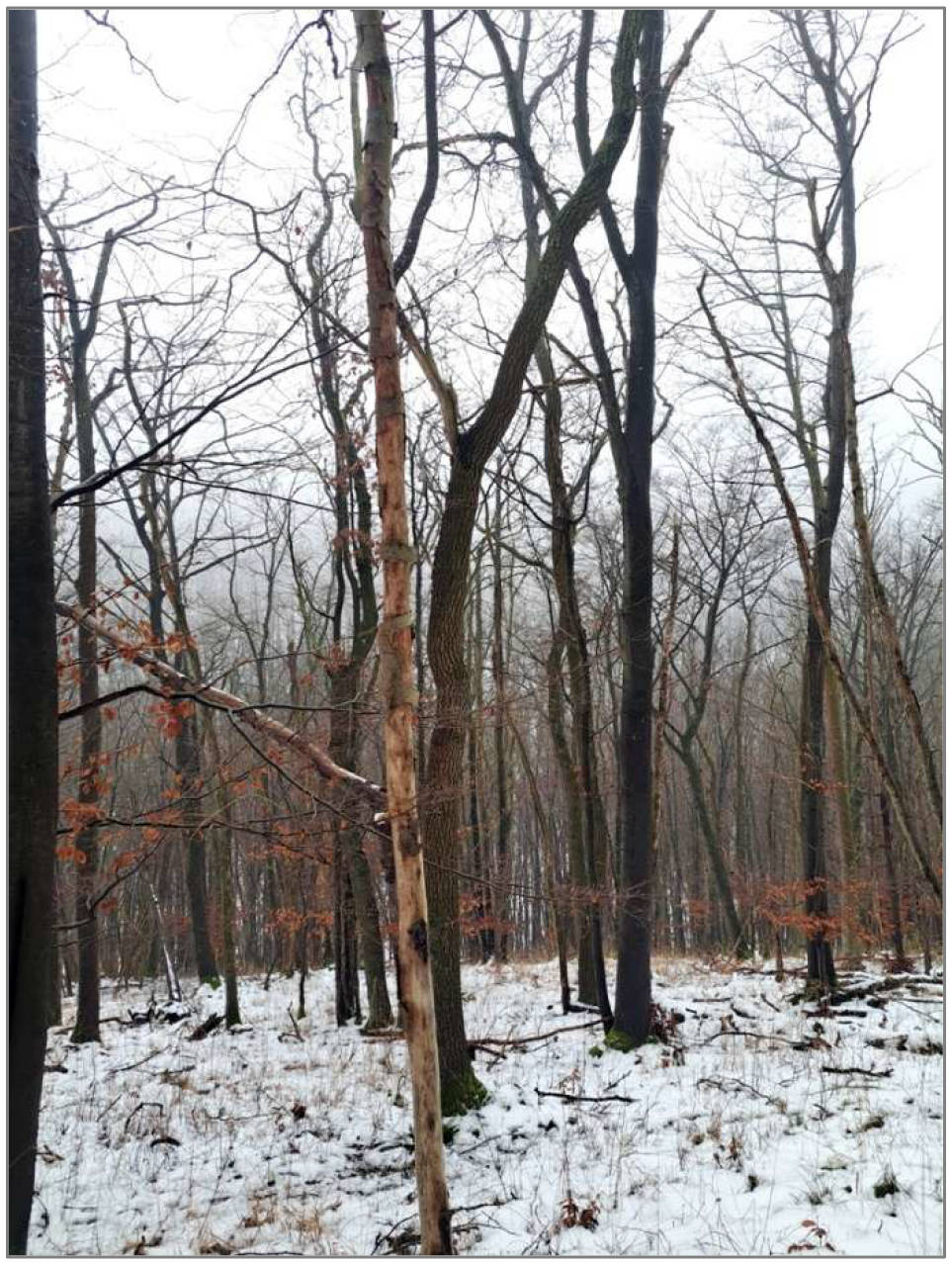 Waldfläche in 37359 Küllstedt, 37359 Küllstedt - Bild 4