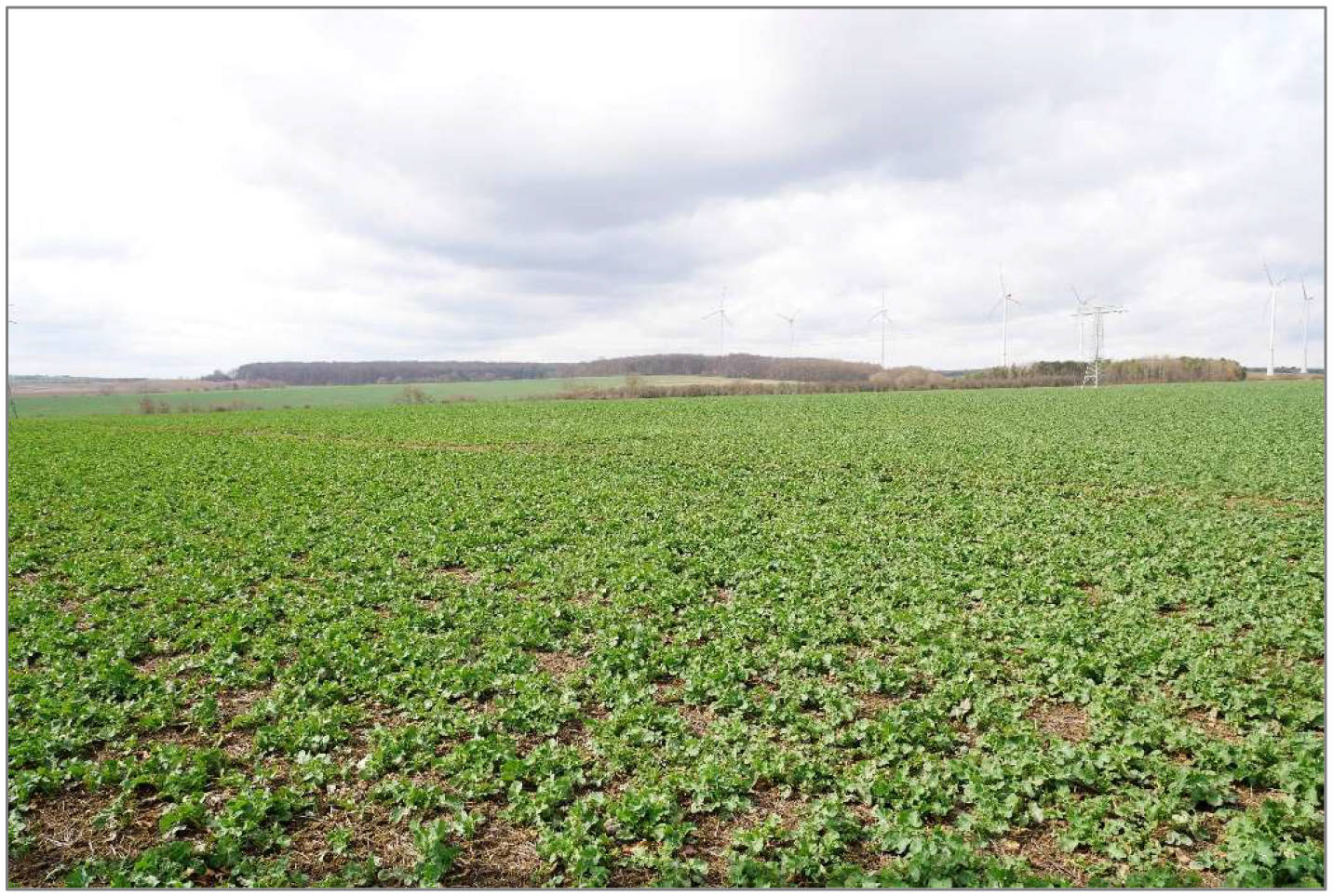  in Wiese im Heimelsgraben und im Teich, 99713 Großbrüchter - Bild 4