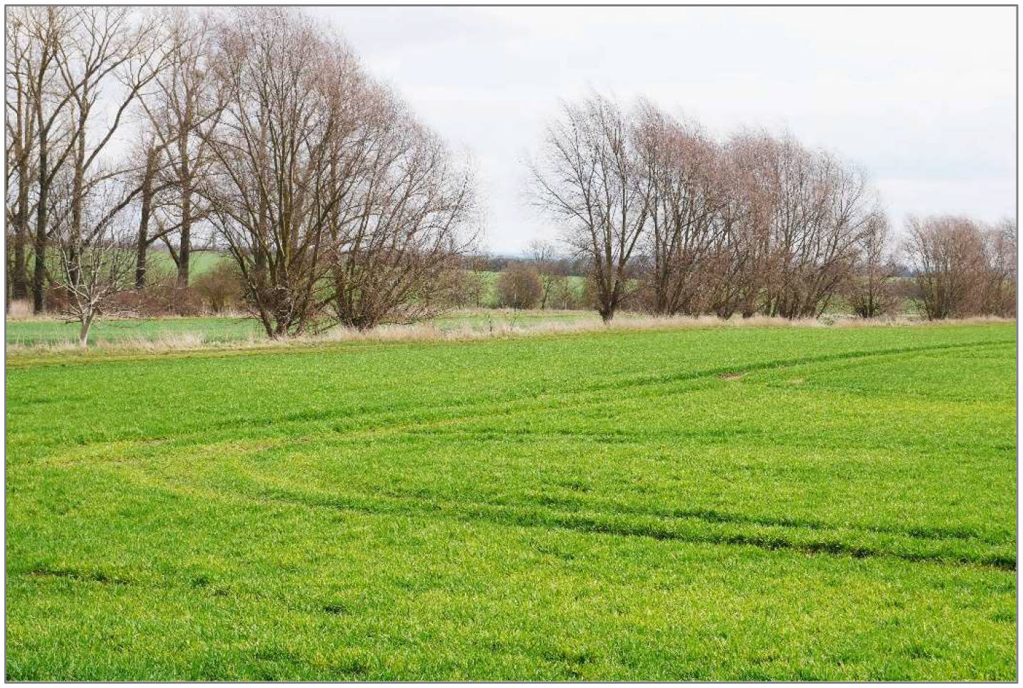 Wiese im Heimelsgraben und im Teich, 99713 Großbrüchter