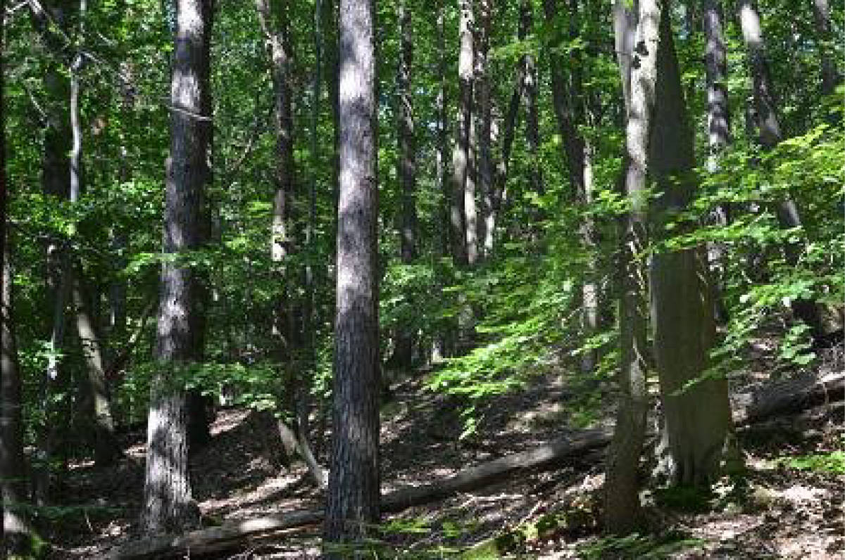 Steingraben, 99830 Treffurt OT Großburschla