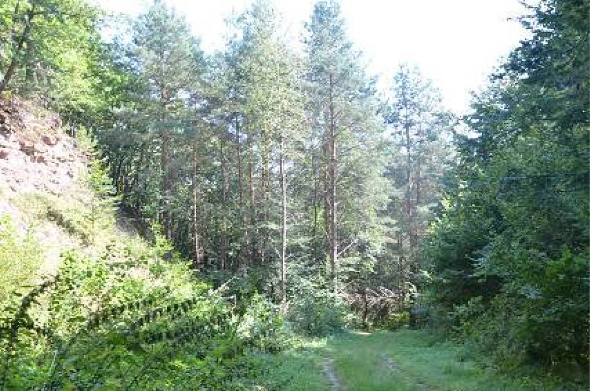land- und forstwirtschaftlich genutztes Grundstück, unbebautes Grundstück in Steingraben, 99830 Treffurt OT Großburschla - Bild 2