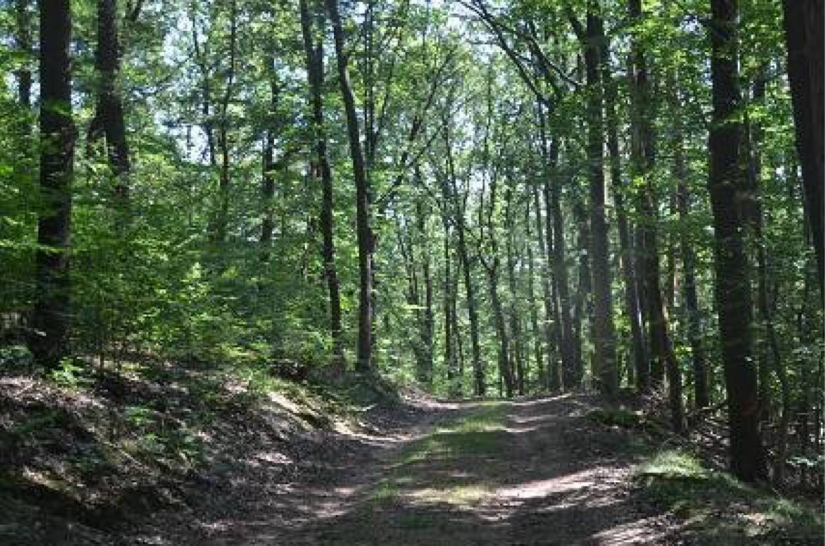 thueringen 0041K0026-2024 Steingraben, 99830 Treffurt OT Großburschla 7