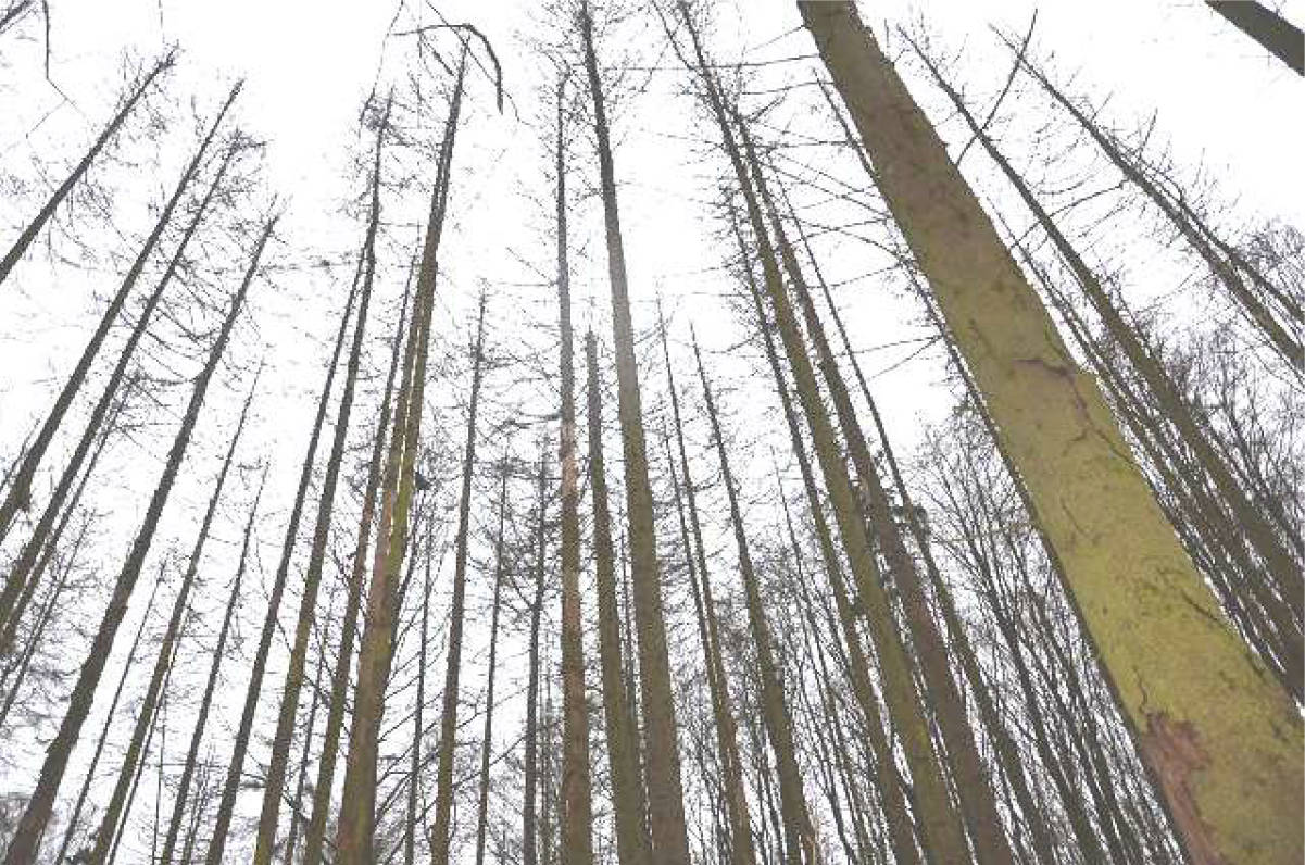 land- und forstwirtschaftlich genutztes Grundstück in Am Kirchberg, 99834 Gerstungen OT Wolfsburg-Unkeroda - Bild 3