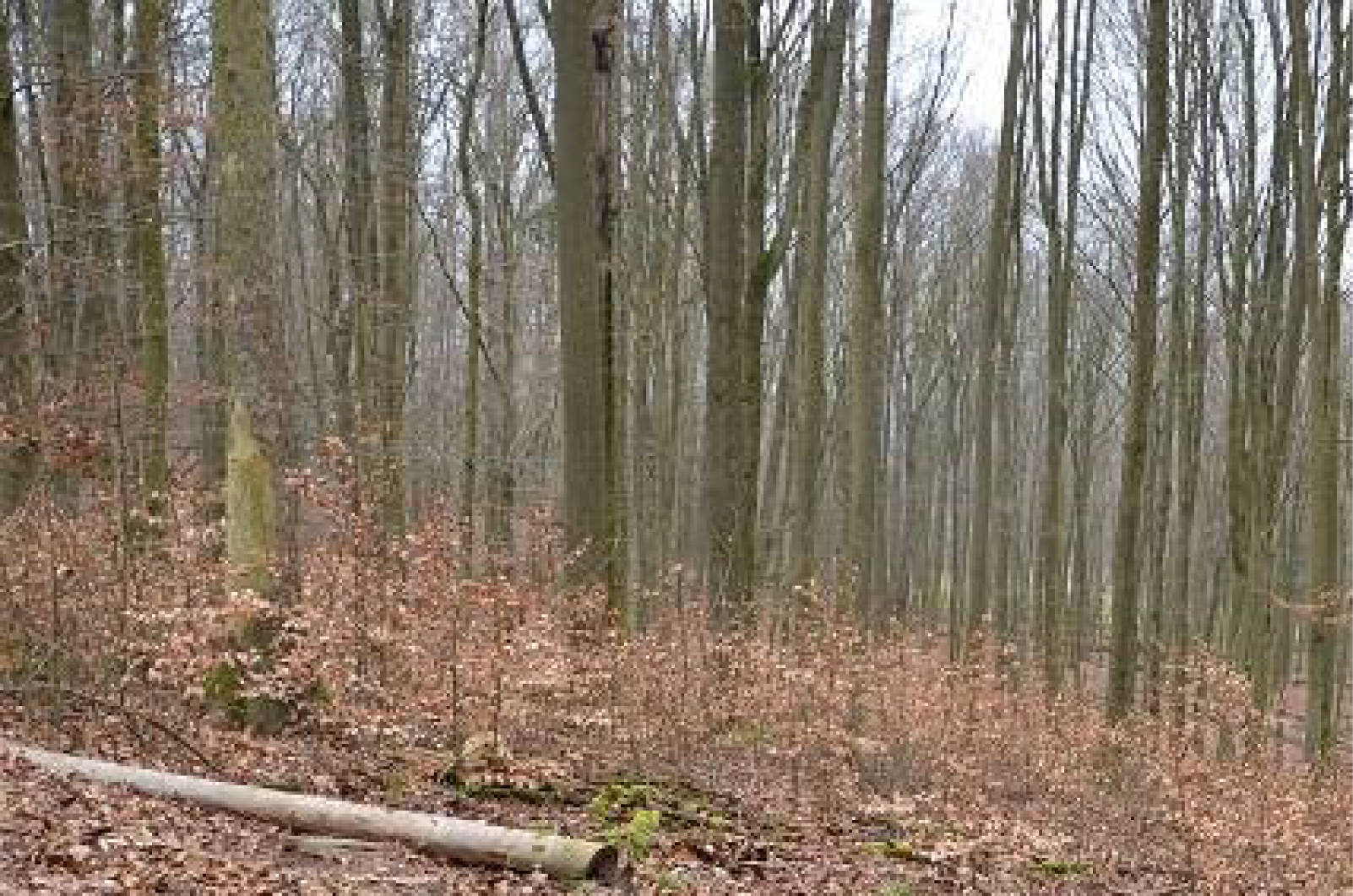 land- und forstwirtschaftlich genutztes Grundstück in Am Kirchberg, 99834 Gerstungen OT Wolfsburg-Unkeroda - Bild 5