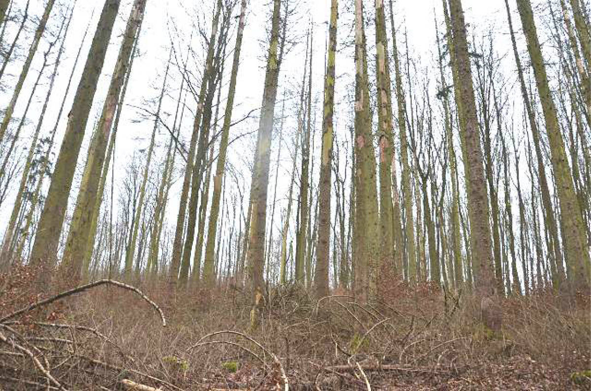 land- und forstwirtschaftlich genutztes Grundstück in Am Kirchberg, 99834 Gerstungen OT Wolfsburg-Unkeroda - Bild 4
