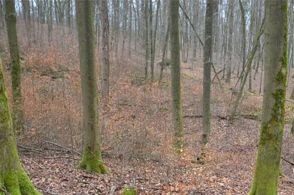 thueringen 0041K0034-2024 Am Kirchberg, 99834 Gerstungen OT Wolfsburg-Unkeroda 10