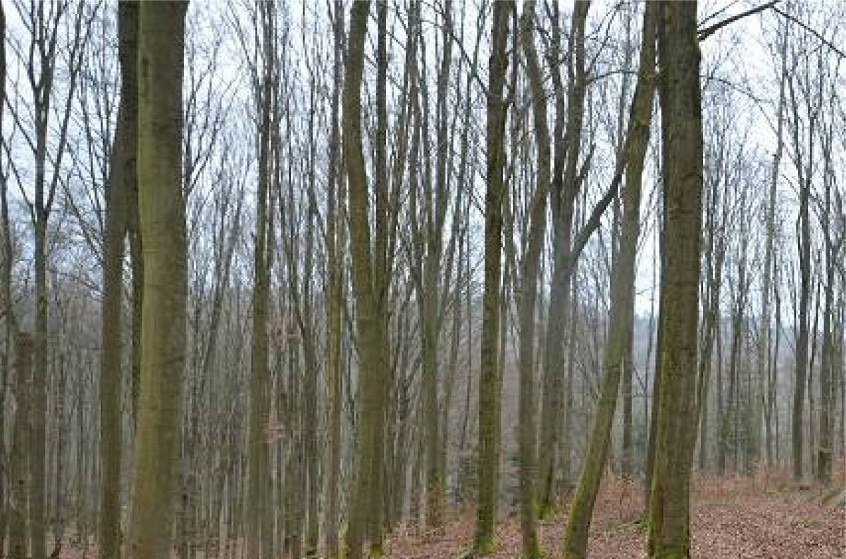 land- und forstwirtschaftlich genutztes Grundstück in Am Kirchberg, 99834 Gerstungen OT Wolfsburg-Unkeroda - Bild 2