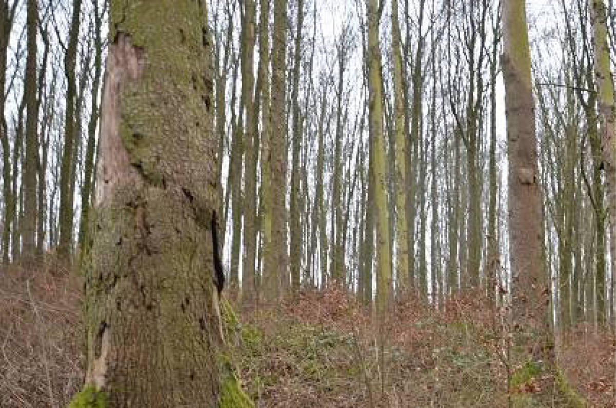 Am Kirchberg, 99834 Gerstungen OT Wolfsburg-Unkeroda