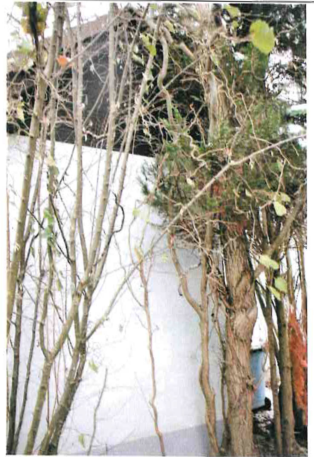 Einfamilienhaus in Hans-Hahn-Straße 4, 36469 Bad Salzungen OT Oberrohn - Bild 2