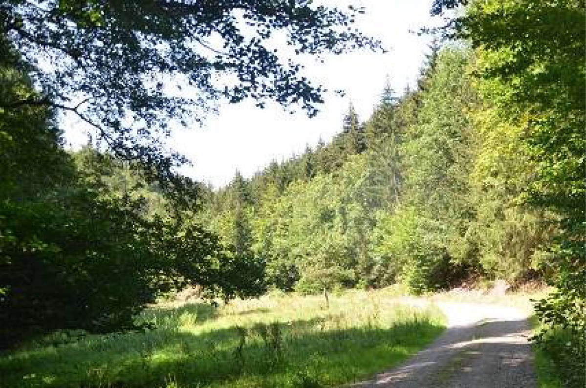 thueringen 0041K0065-2023 Im Mittelberger Grund, 99842 Ruhla 7