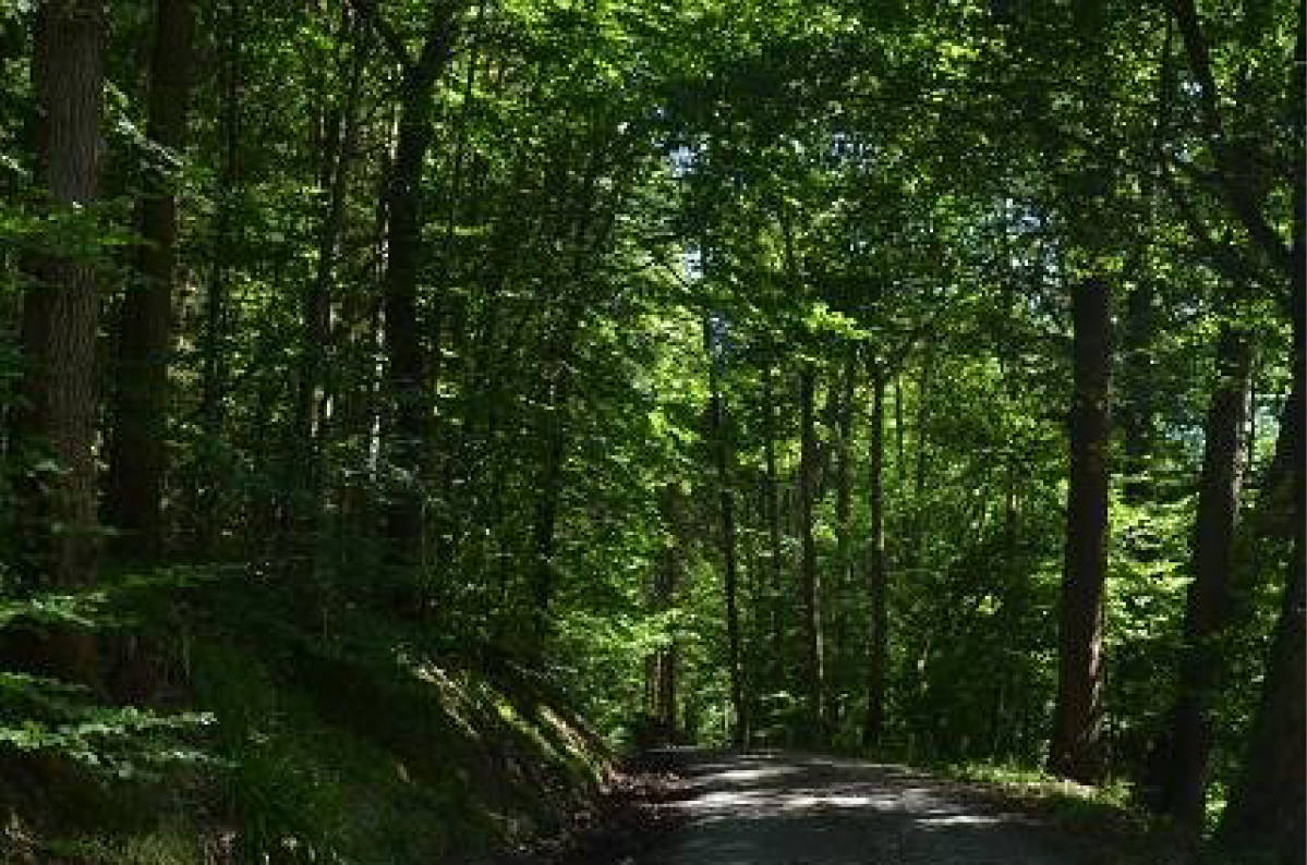 land- und forstwirtschaftlich genutztes Grundstück, unbebautes Grundstück in Im Mittelberger Grund, 99842 Ruhla - Bild 4