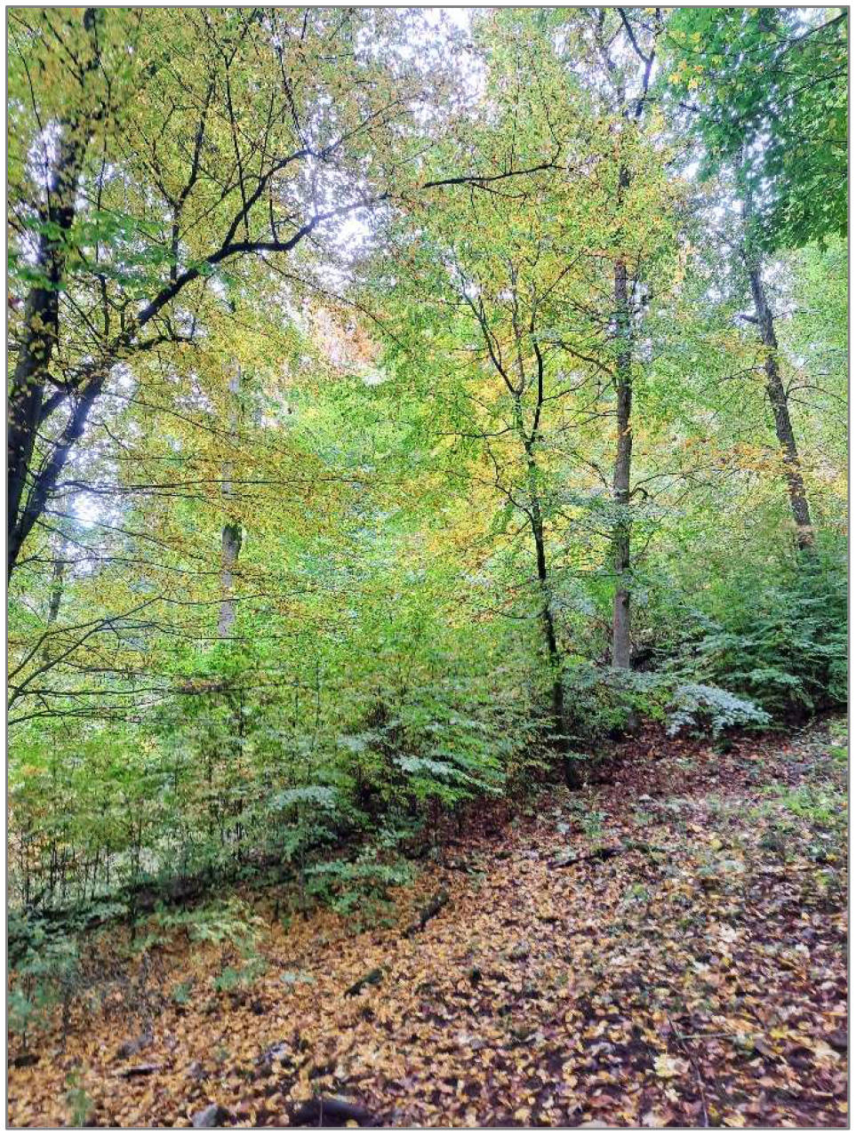 thueringen 0071 K 0023/2025 Das Haardfeld, 99734 Nordhausen , Steigerthal 8